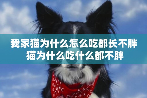我家貓為什么怎么吃都長不胖 貓為什么吃什么都不胖