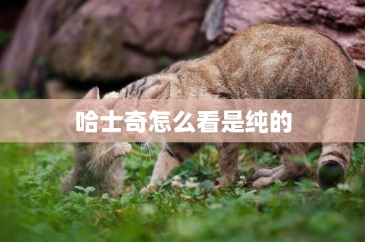 哈士奇怎么看是純的