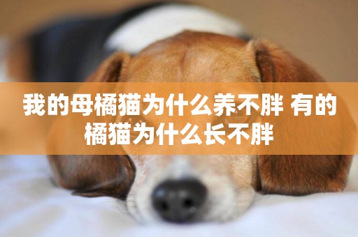 我的母橘貓為什么養不胖 有的橘貓為什么長不胖