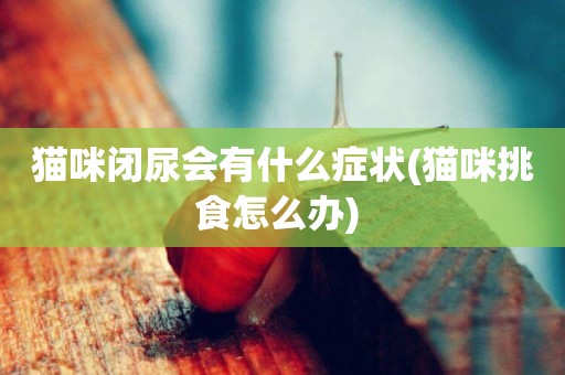 貓咪閉尿會有什么癥狀(貓咪挑食怎么辦) 