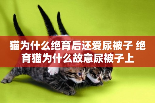 貓為什么絕育后還愛尿被子 絕育貓為什么故意尿被子上