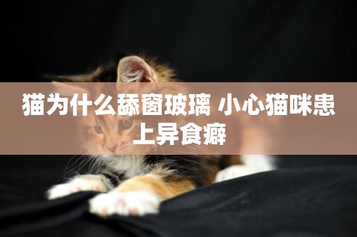 貓為什么舔窗玻璃 小心貓咪患上異食癖