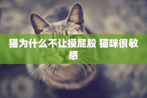 貓為什么不讓摸屁股 貓咪很敏感