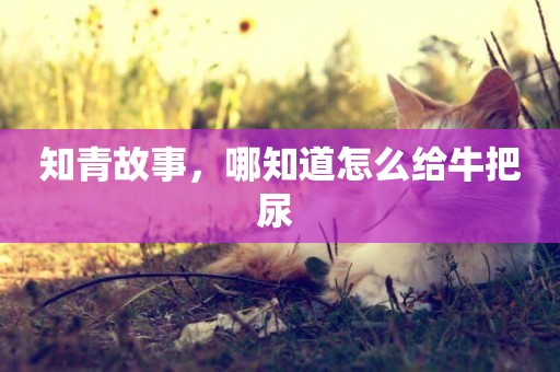 知青故事，哪知道怎么給牛把尿 