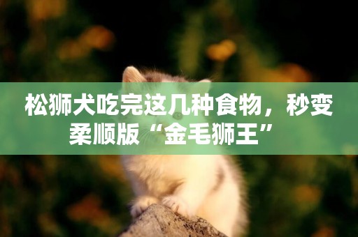 松獅犬吃完這幾種食物，秒變柔順版“金毛獅王” 