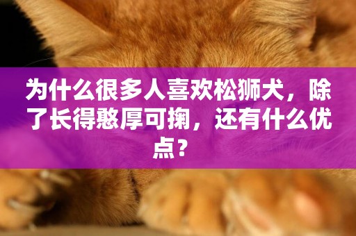 為什么很多人喜歡松獅犬，除了長得憨厚可掬，還有什么優點？ 