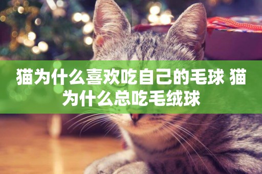 貓為什么喜歡吃自己的毛球 貓為什么總吃毛絨球