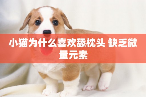 小貓為什么喜歡舔枕頭 缺乏微量元素