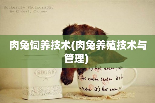 肉兔飼養技術(肉兔養殖技術與管理) 