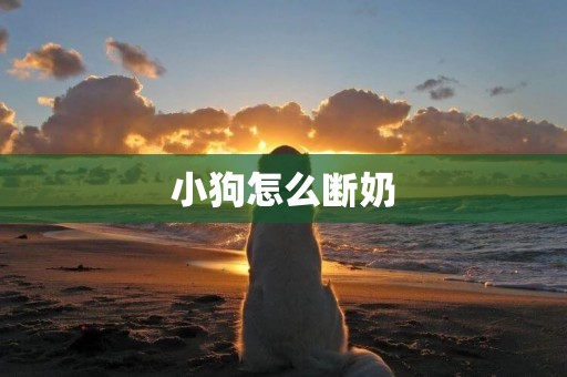 小狗怎么斷奶