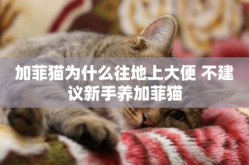 加菲貓為什么往地上大便 不建議新手養加菲貓