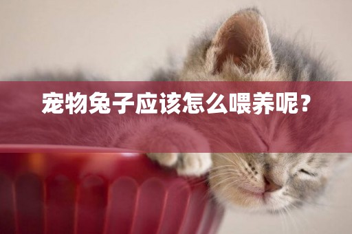 寵物兔子應該怎么喂養呢？ 