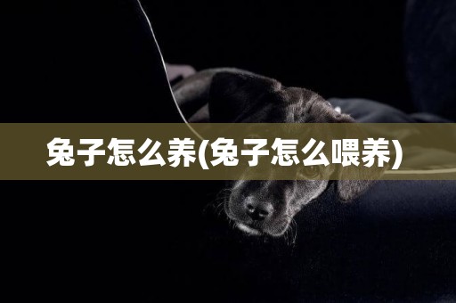 兔子怎么養(兔子怎么喂養) 