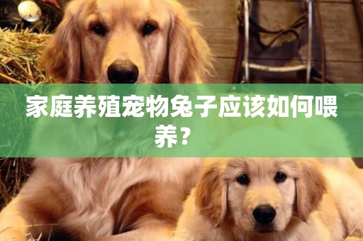 家庭養殖寵物兔子應該如何喂養？ 