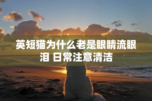 英短貓為什么老是眼睛流眼淚 日常注意清潔