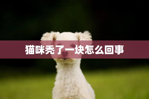貓咪禿了一塊怎么回事 貓咪禿了一塊怎么回事