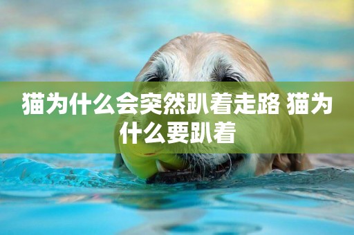 貓為什么會突然趴著走路 貓為什么要趴著
