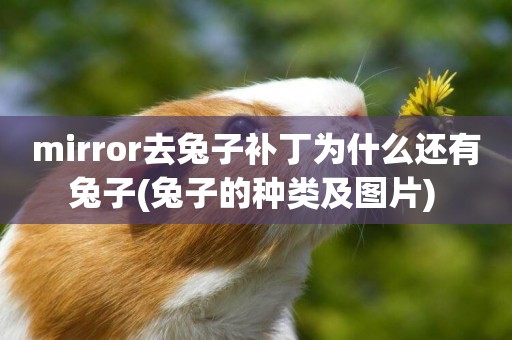 mirror去兔子補丁為什么還有兔子(兔子的種類及圖片) 