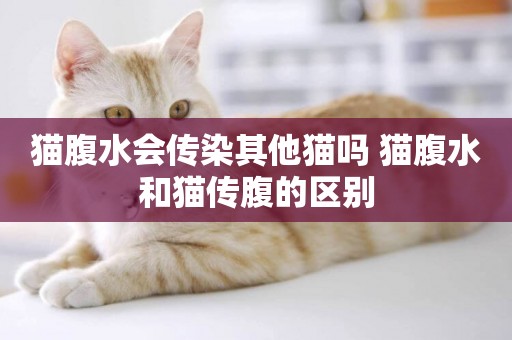 貓腹水會傳染其他貓嗎 貓腹水和貓傳腹的區別