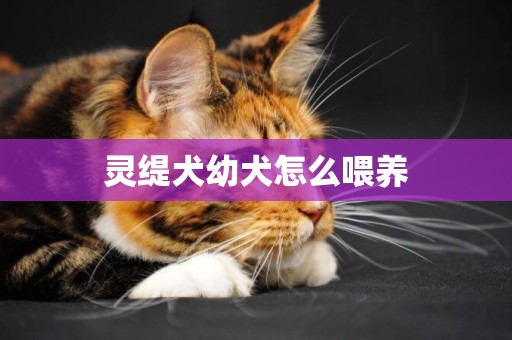 靈緹犬幼犬怎么喂養
