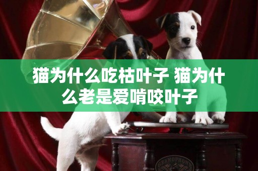 貓為什么吃枯葉子 貓為什么老是愛啃咬葉子
