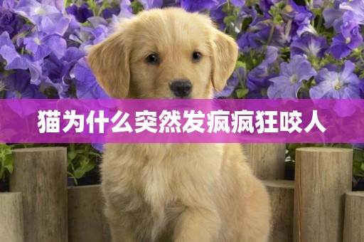 貓為什么突然發瘋瘋狂咬人