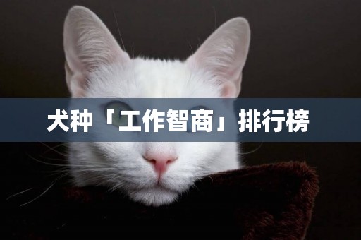 犬種「工作智商」排行榜 