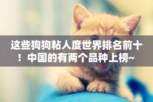 這些狗狗粘人度世界排名前十！中國的有兩個品種上榜~ 