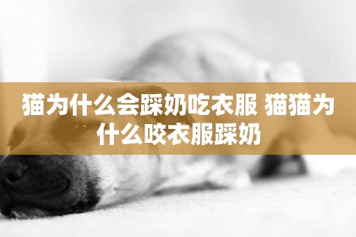 貓為什么會踩奶吃衣服 貓貓為什么咬衣服踩奶