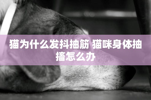 貓為什么發抖抽筋 貓咪身體抽搐怎么辦