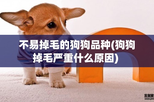 不易掉毛的狗狗品種(狗狗掉毛嚴重什么原因) 