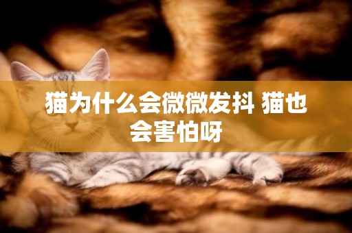 貓為什么會微微發抖 貓也會害怕呀