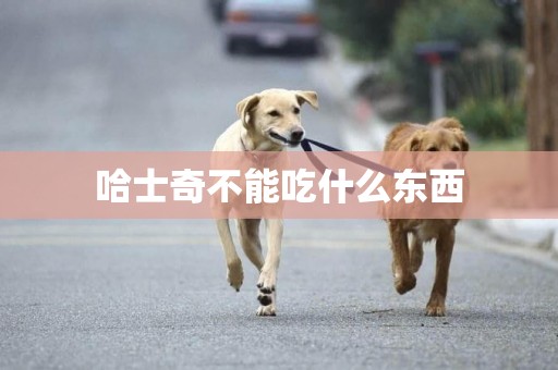 哈士奇不能吃什么東西