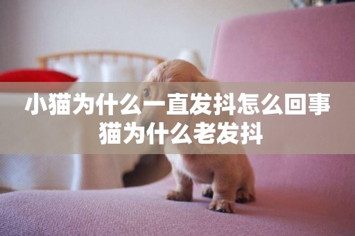 小貓為什么一直發抖怎么回事 貓為什么老發抖