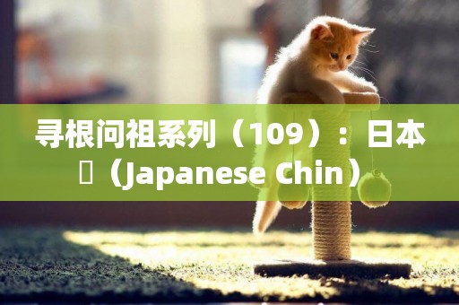 尋根問祖系列（109）：日本狆（Japanese Chin） 