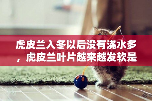 虎皮蘭入冬以后沒有澆水多，虎皮蘭葉片越來越發軟是怎么回事？ 