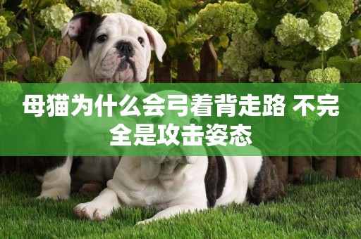 母貓為什么會弓著背走路 不完全是攻擊姿態