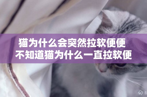 貓為什么會突然拉軟便便 不知道貓為什么一直拉軟便