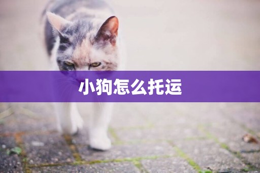 小狗怎么托運