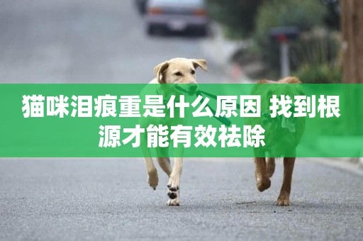 貓咪淚痕重是什么原因 找到根源才能有效祛除