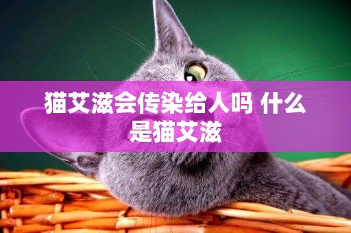 貓艾滋會傳染給人嗎 什么是貓艾滋