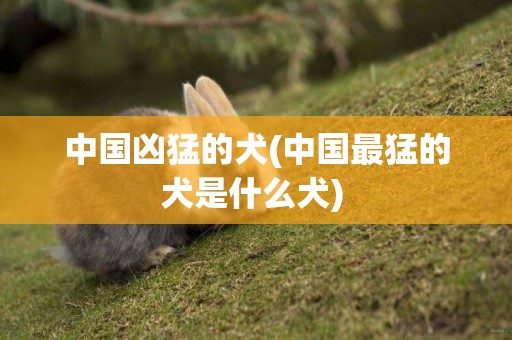 中國兇猛的犬(中國最猛的犬是什么犬) 