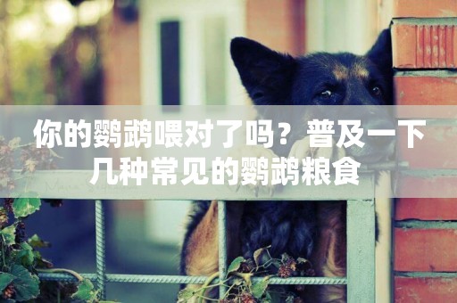 你的鸚鵡喂對了嗎？普及一下幾種常見的鸚鵡糧食 