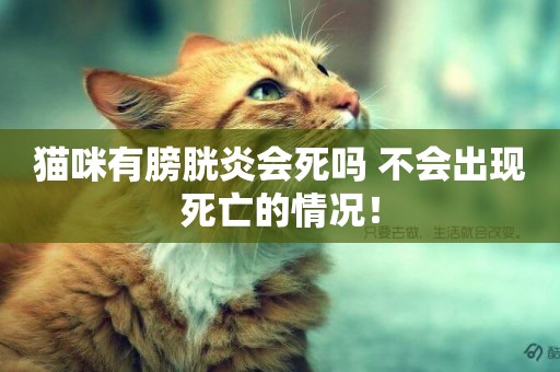 貓咪有膀胱炎會死嗎 不會出現死亡的情況！