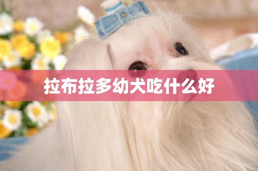 拉布拉多幼犬吃什么好