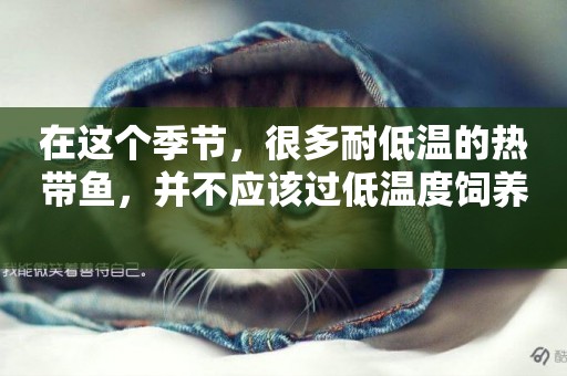 在這個季節，很多耐低溫的熱帶魚，并不應該過低溫度飼養 