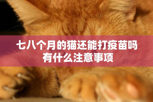 七八個月的貓還能打疫苗嗎 有什么注意事項