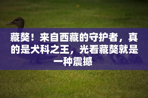 藏獒！來自西藏的守護者，真的是犬科之王，光看藏獒就是一種震撼 