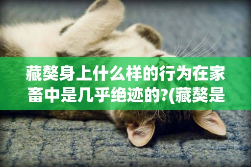藏獒身上什么樣的行為在家畜中是幾乎絕跡的?(藏獒是神獸嗎) 