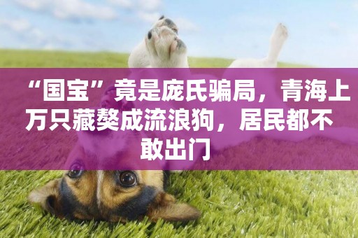 “國寶”竟是龐氏騙局，青海上萬只藏獒成流浪狗，居民都不敢出門 